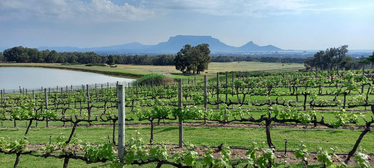 De Grendel Wines Cellar Door Wines de-grendel-wines-cellar-door-wines